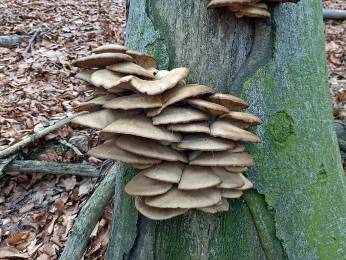 Winter Mushrooms December January February MushroomStalkers