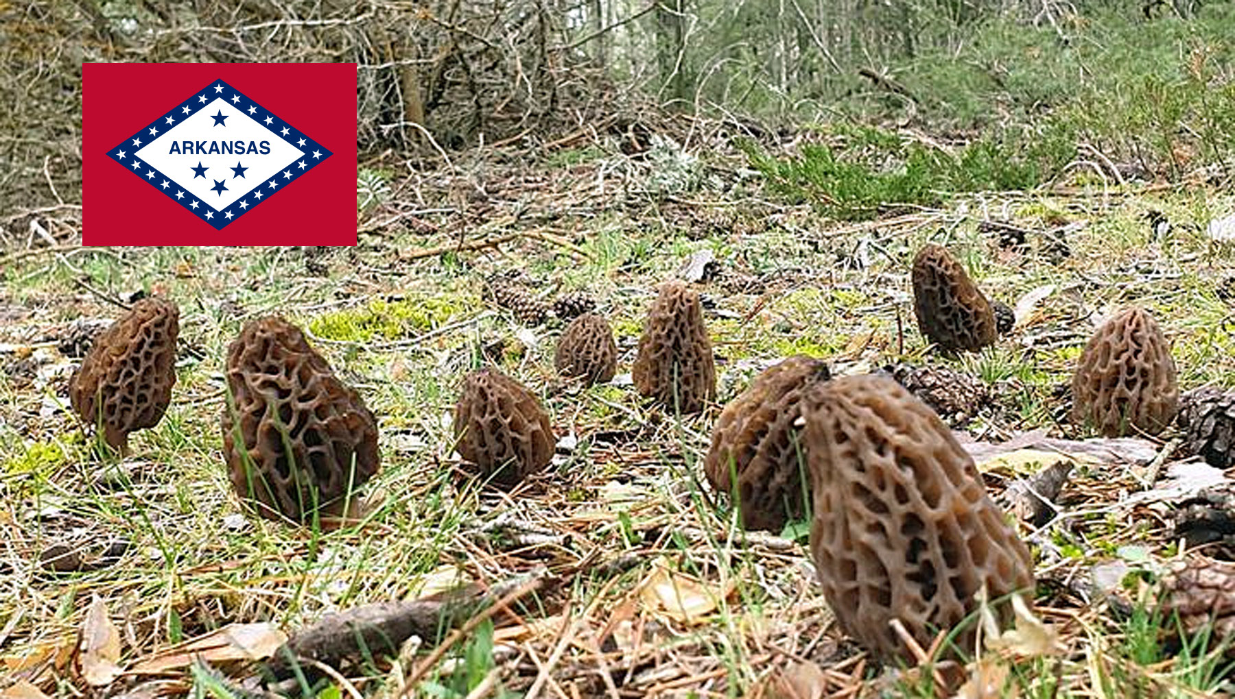 Morel Hunting In Arkansas MushroomStalkers