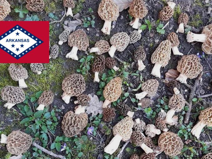 Where To Find Mushroom In Your State MushroomStalkers