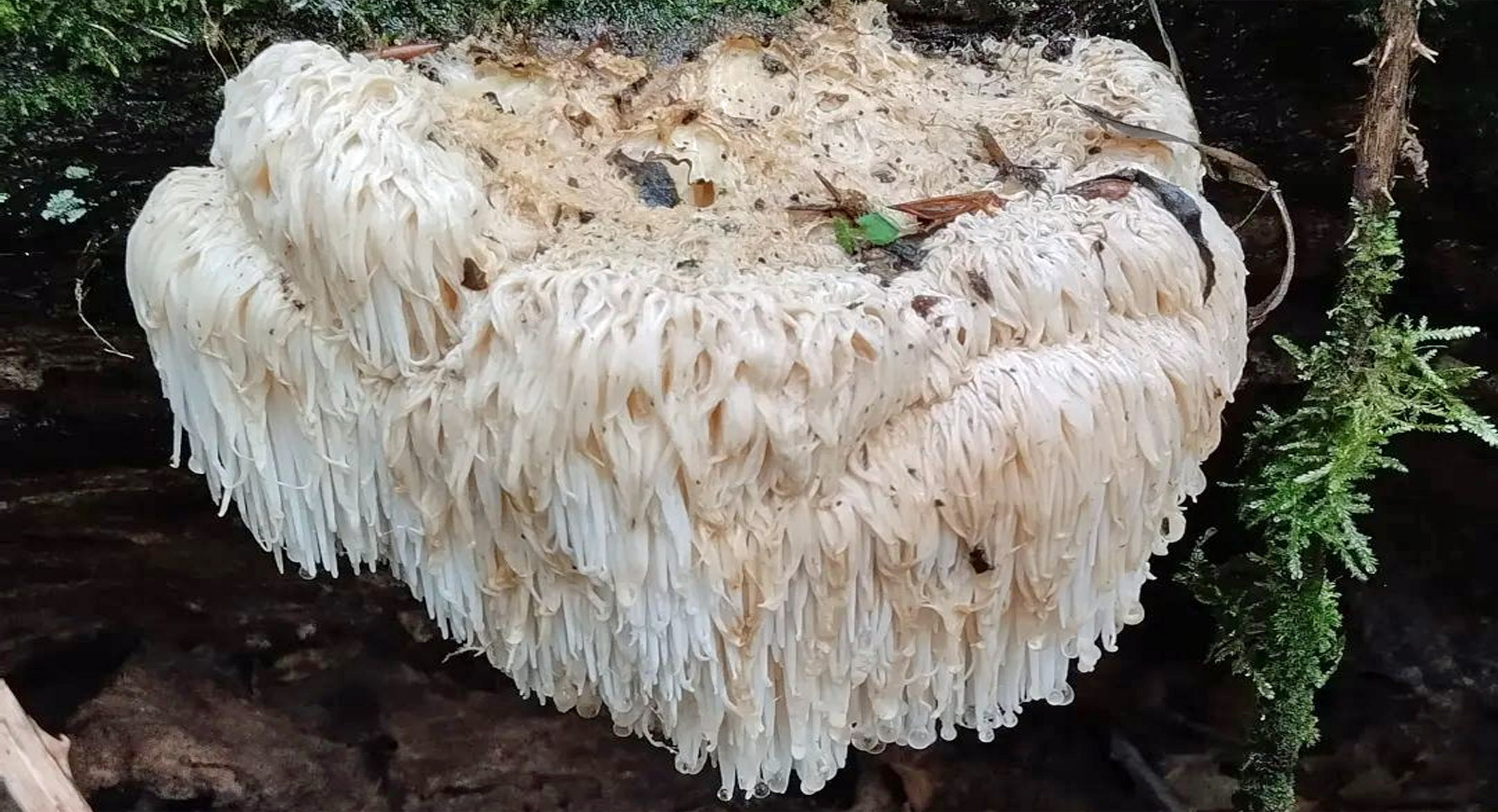 Best Trees For Lion S Mane Mushrooms MushroomStalkers