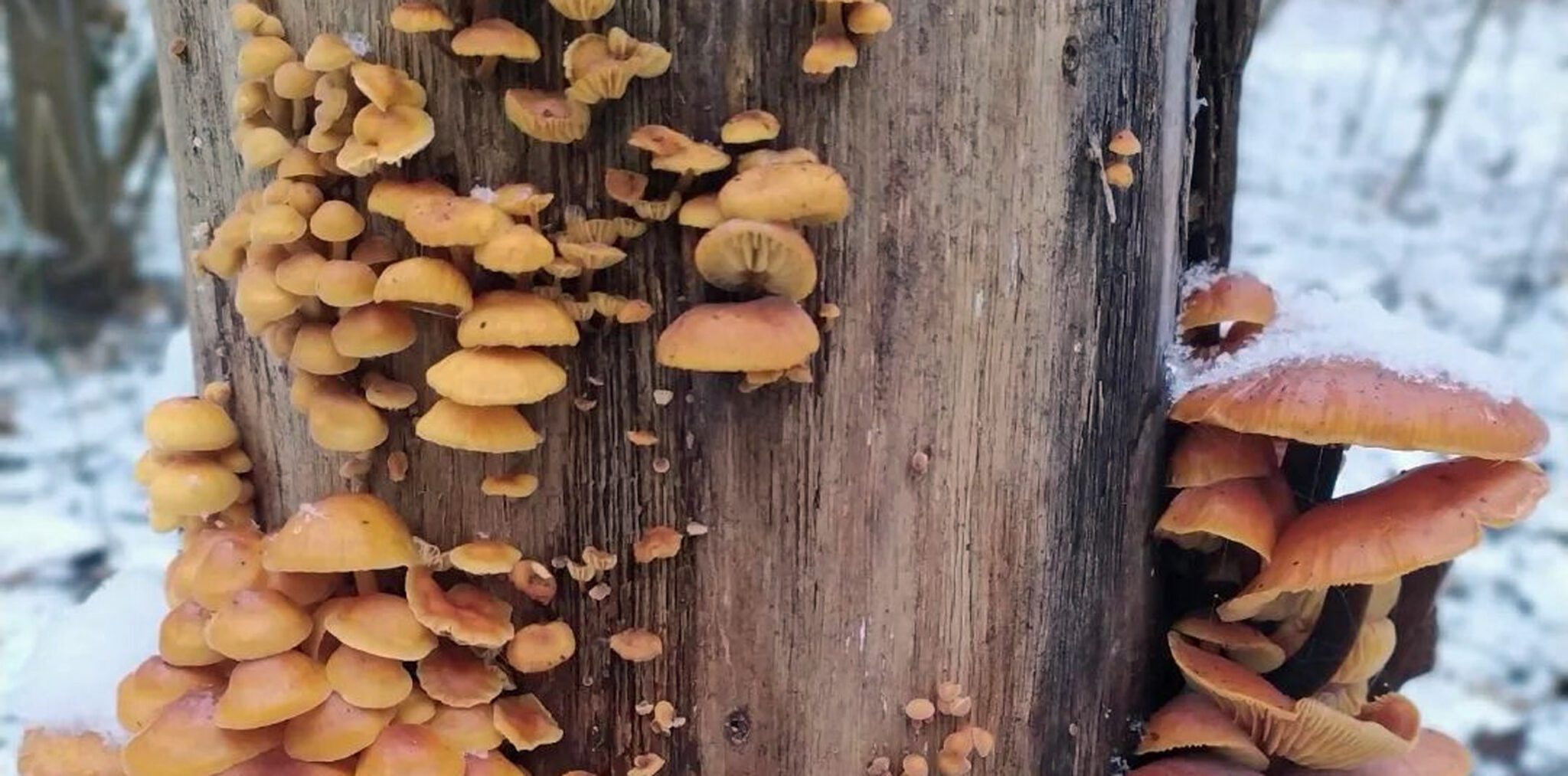 Enoki Mushroom Season MushroomStalkers