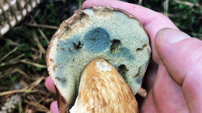 A Bolete that turns blue, so here it's not a King Bolete.