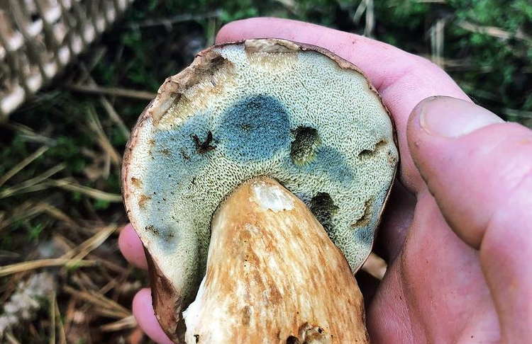 A Bolete that turns blue, so here it's not a King Bolete.