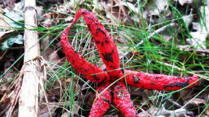 A Devil's fingers mushroom (Clathrus archeri) in the grass