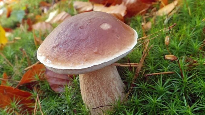 A King Bolete (Boletus edulis)