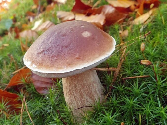 Do King Boletes Turn Blue Mushroomstalkers