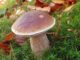 A King Bolete (Boletus edulis)