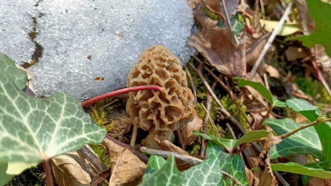 A blonde morel mushroom in the snow