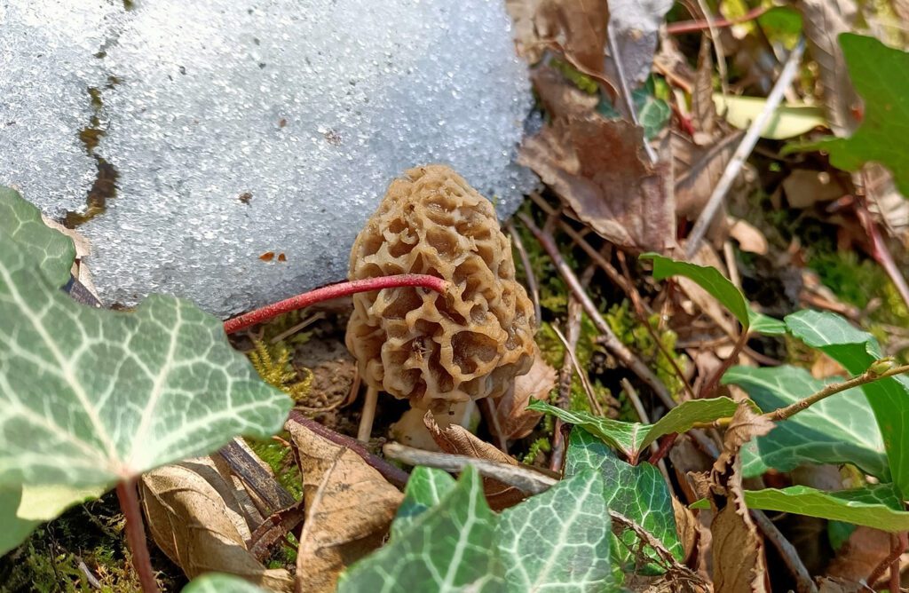 A blonde morel mushroom in the snow