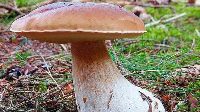 A non-poisonous King Bolete