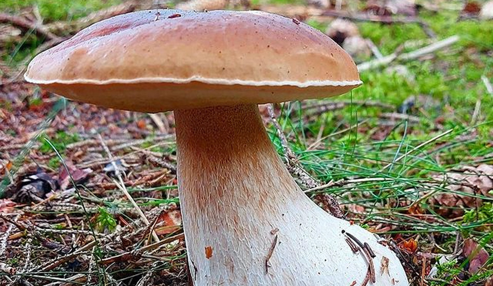 A non-poisonous King Bolete