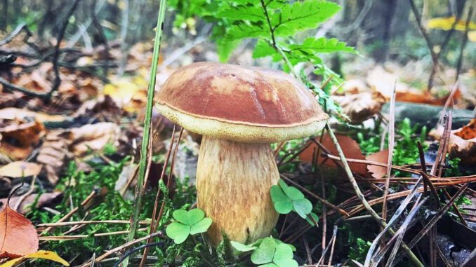 A perfect Bay Bolete - Imleria badia