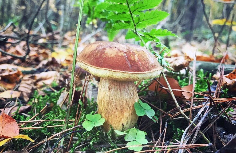 A perfect Bay Bolete - Imleria badia