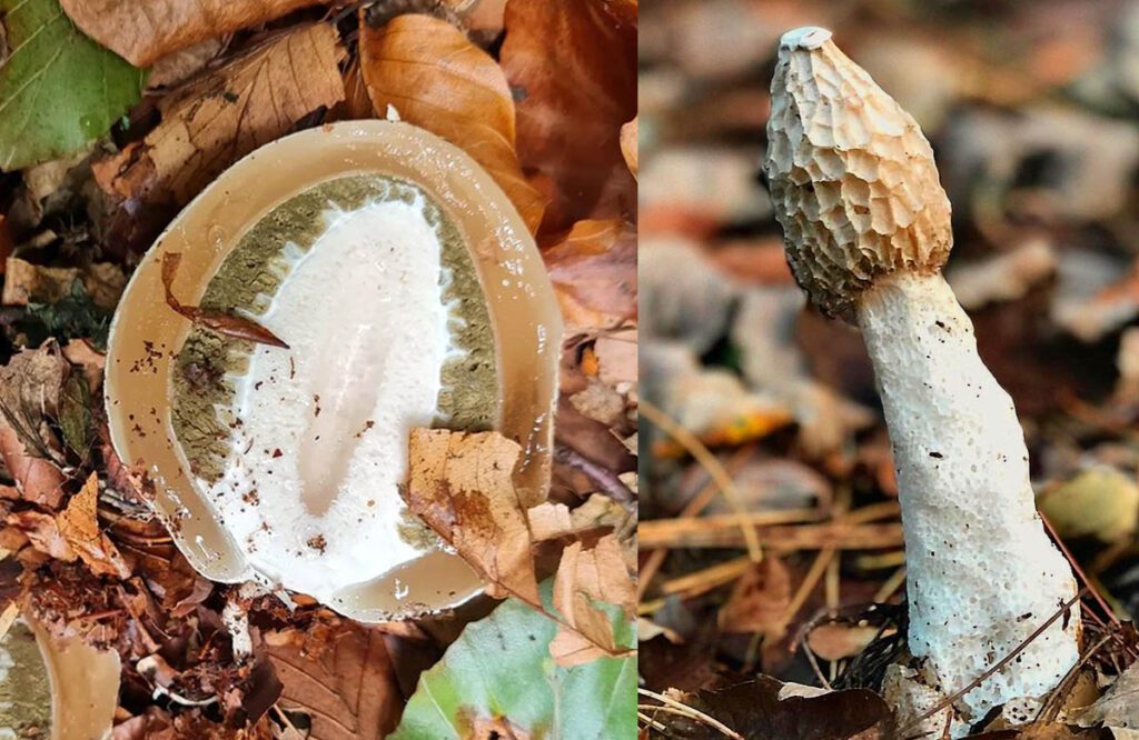 A stinkhorn mushroom (egg & mature)