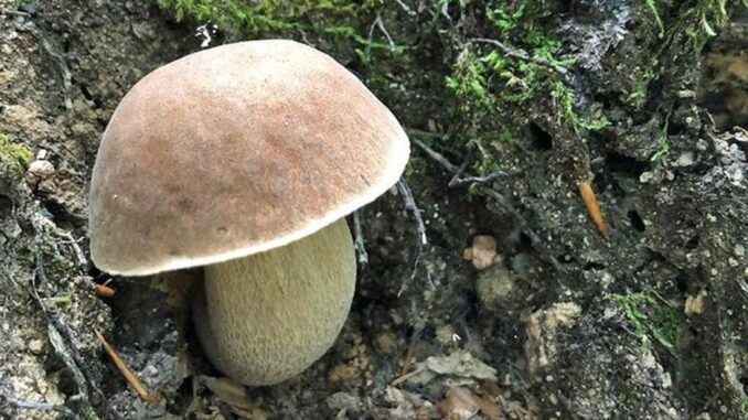 An excellent edible mushroom (Porcini mushroom)