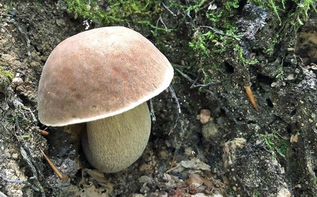 An excellent edible mushroom (Porcini mushroom)