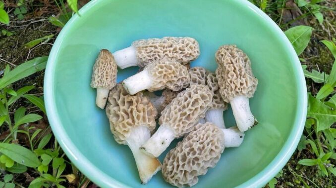 Blonde morels with worms, before cleaning