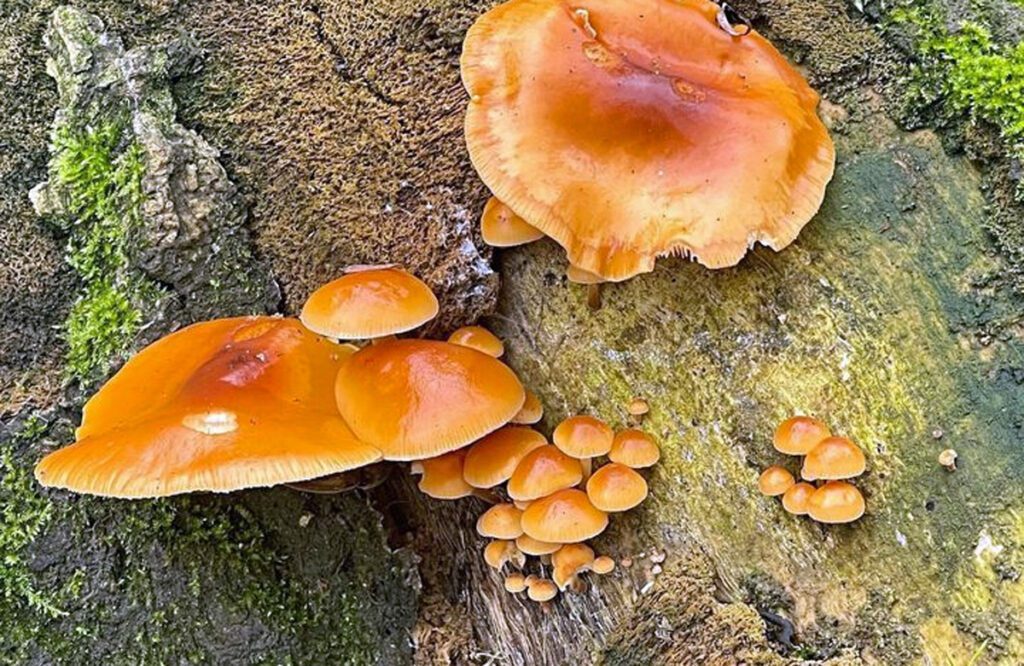 Enoki mushrooms (Flammulina-velutipes)