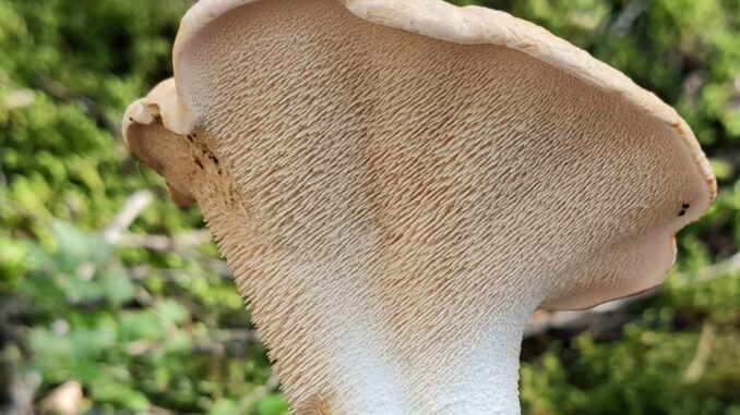 Hedgehog Mushroom - Hydnum repandum