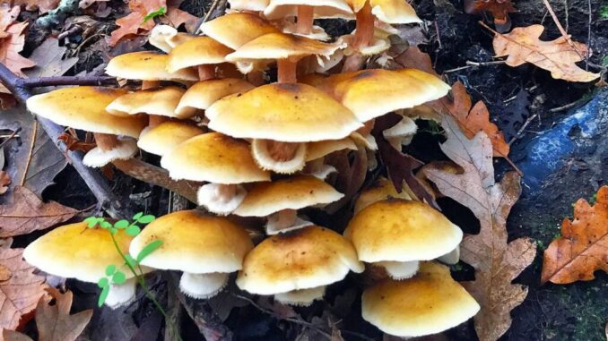 Honey fungus