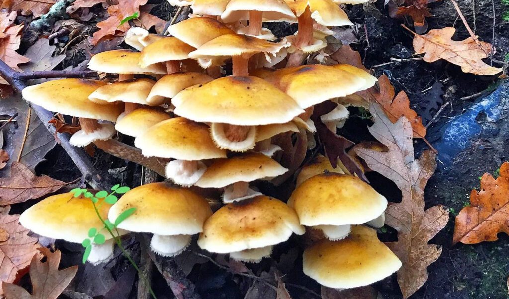 Honey fungus