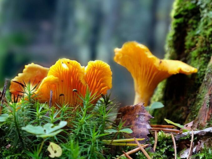 How Long Do Chanterelles Take To Grow? MushroomStalkers