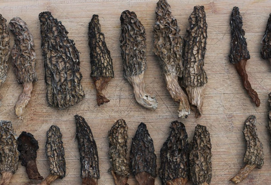 https://www.mushroomstalkers.com/blog/wp-content/uploads/2022/10/How-to-dry-morels.jpg