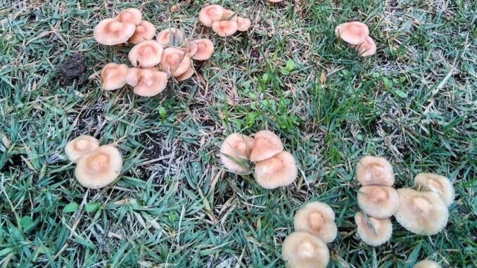 Marasmius Oreades