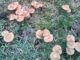 Marasmius Oreades