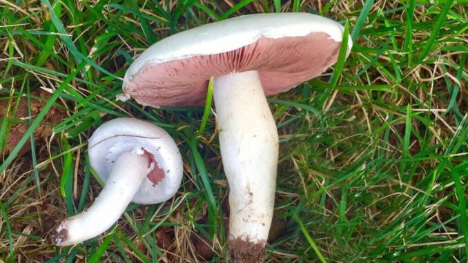 Meadow mushrooms in the grass