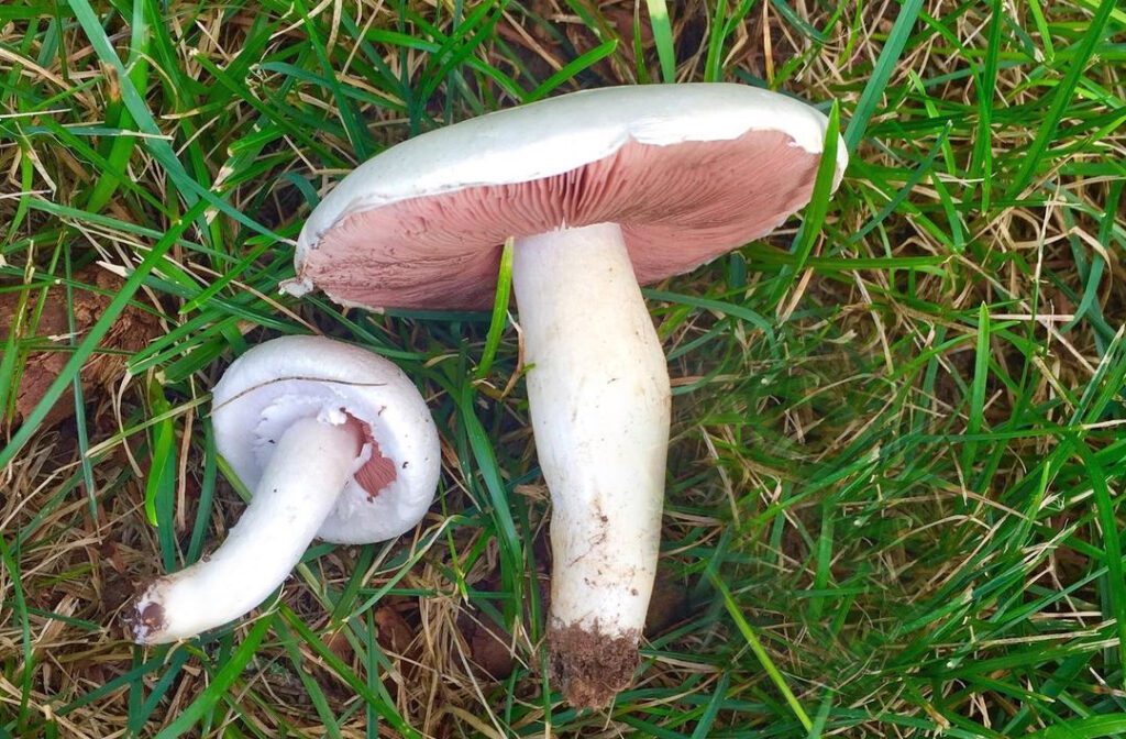 Meadow mushrooms in the grass