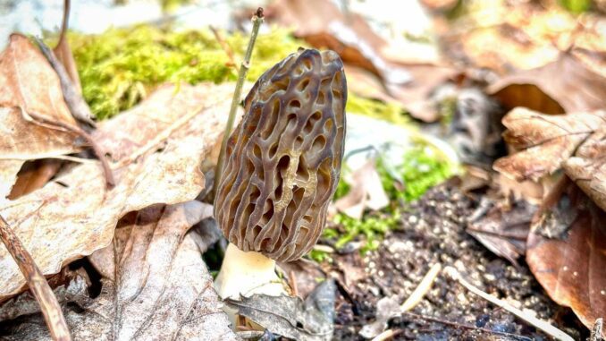 Morel Mushroom Season