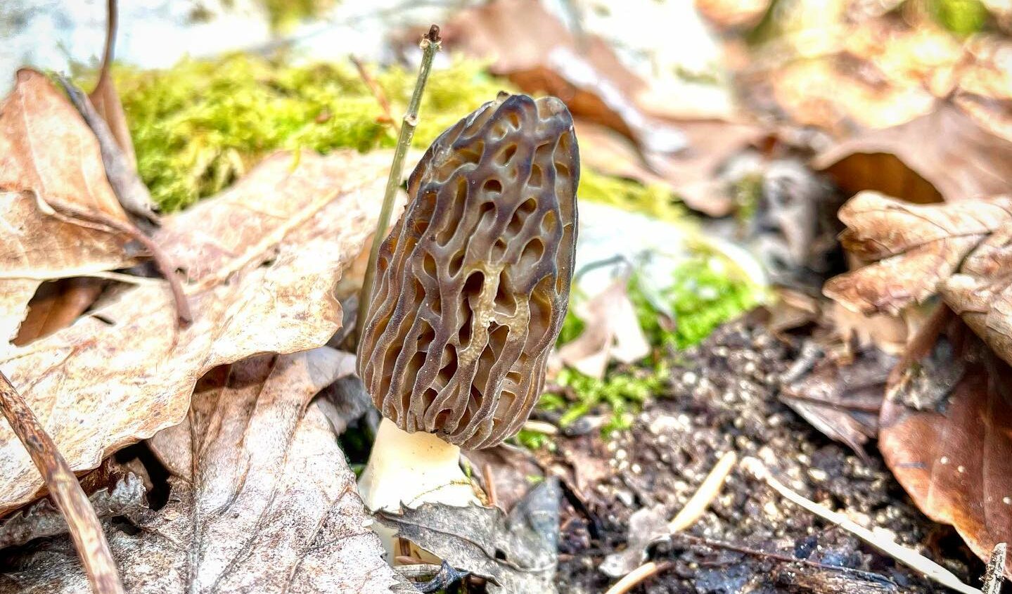 Morel Season When Do They Grow? MushroomStalkers