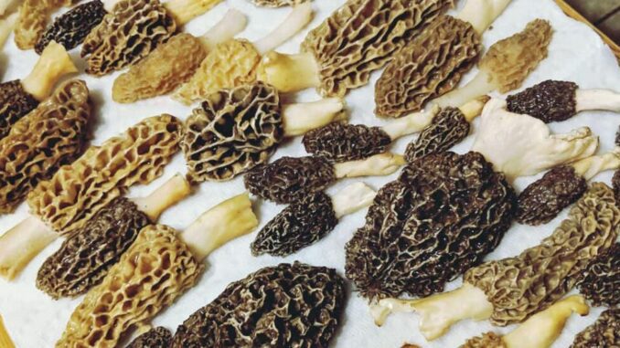 Morel mushroom cleaning