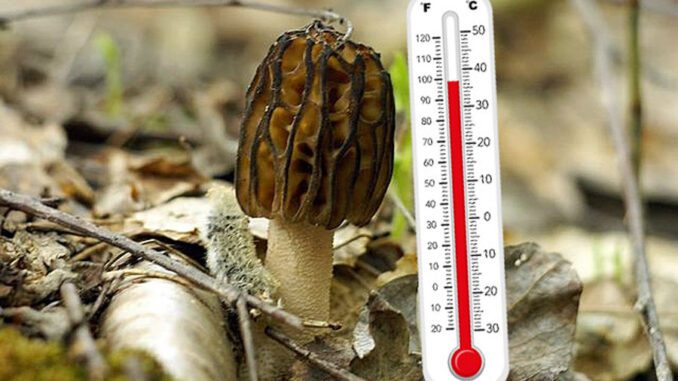 what-temperature-for-morels-mushroomstalkers