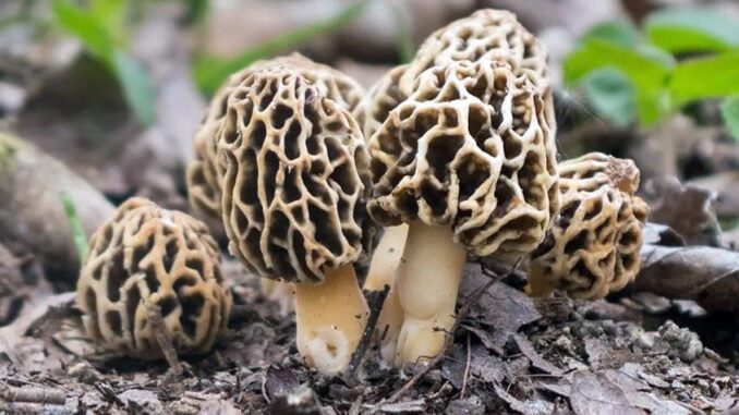 Morels in their natural habitat (common morel - morchella esculenta)