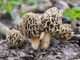 Morels in their natural habitat (common morel - morchella esculenta)