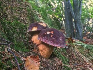 Mushrooms under Oak trees