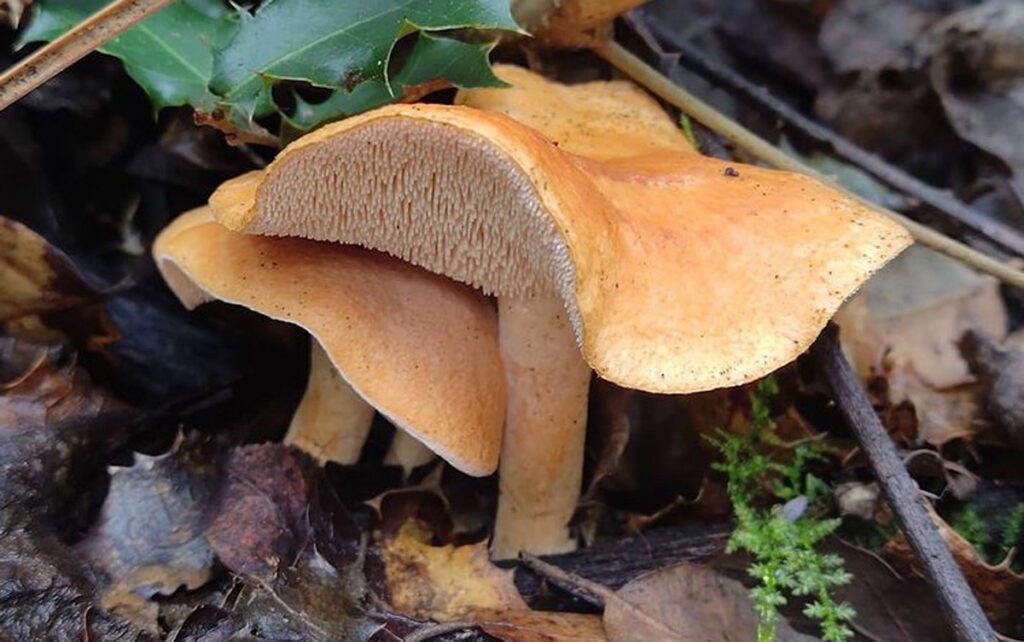 Terracotta Hedgehog mushrooms