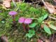 Three amethyst deceivers - Laccaria amethystina