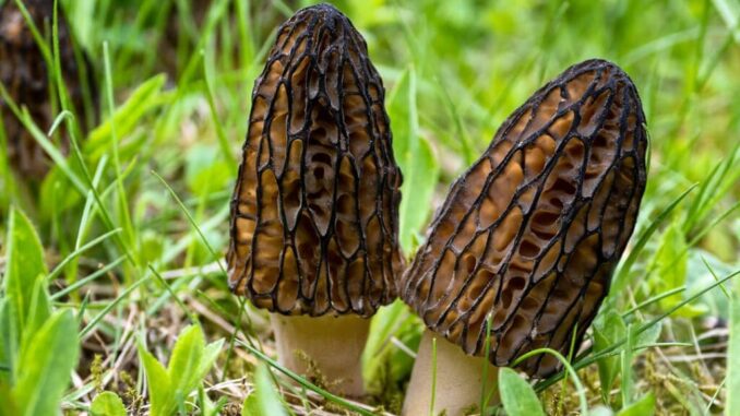 Two black morel mushrooms