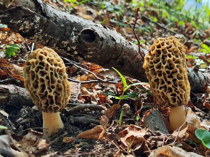 Morel Season: When Do They Grow? - MushroomStalkers