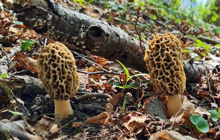 what-trees-do-morel-mushrooms-grow-by-mushroomstalkers