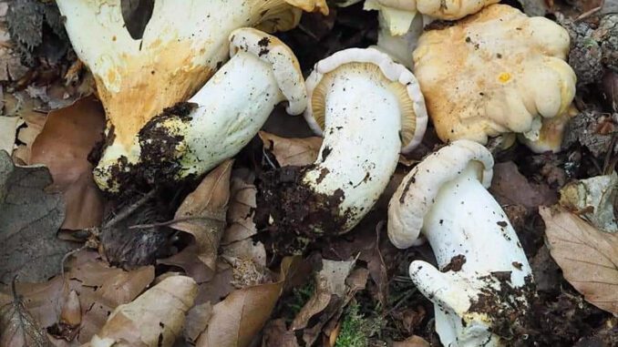 White chanterelles