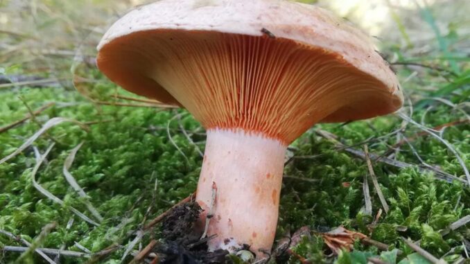 A Saffron Milk Cap - Lactarius deliciosus