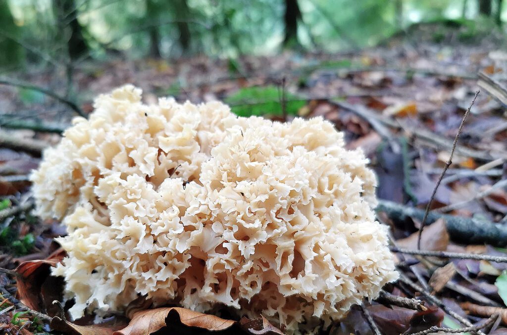 Cauliflower mushroom - Sparassis crispa