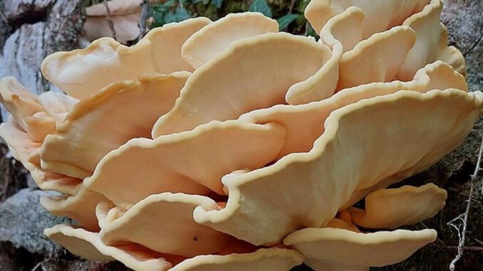 Chicken of the Woods, before freezing