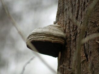 Hoof Fungus - Fomes fomentarius