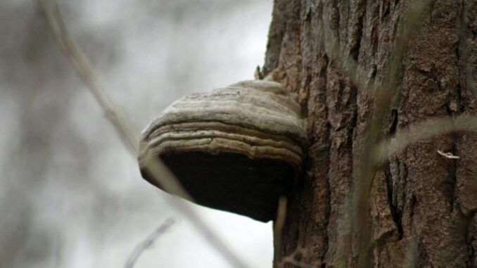 Hoof Fungus - Fomes fomentarius