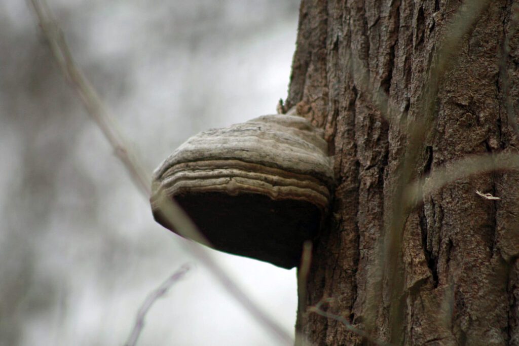 Hoof Fungus - Fomes fomentarius